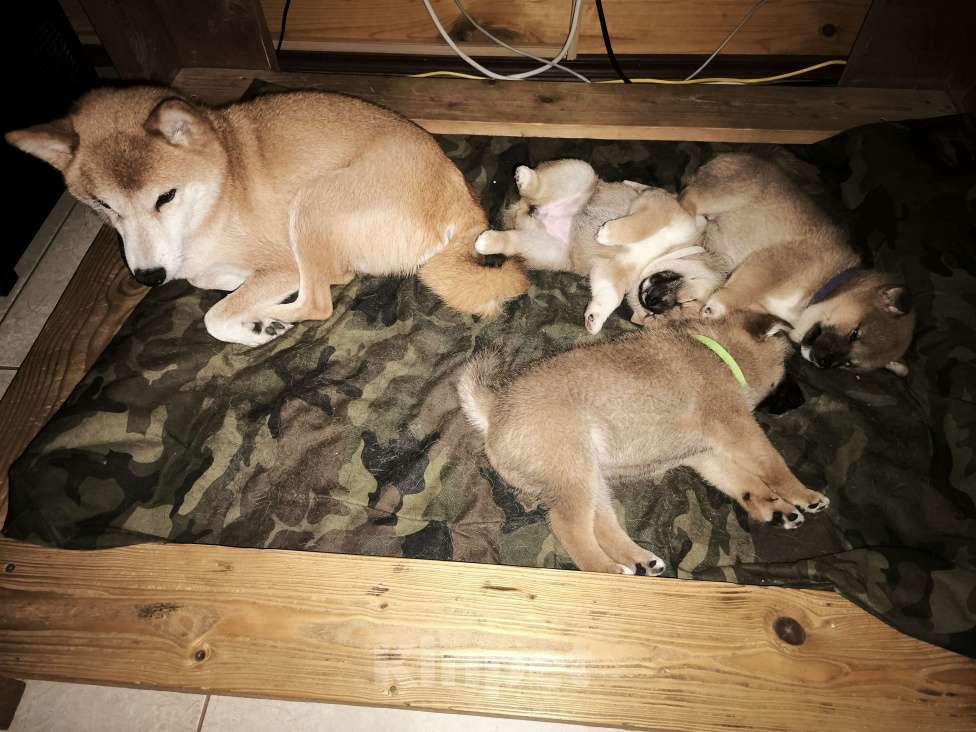 Собаки в Никольском: Продается щенок сиба ину Мальчик, 75 000 руб. - фото 4