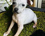 Собаки в Владимире: Щенки Американский голый терьер Девочка, 20 000 руб. - фото 2