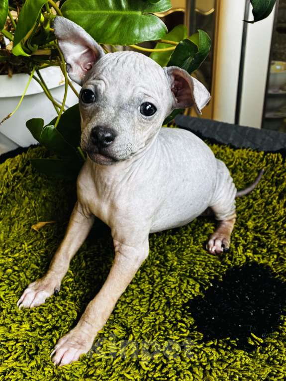 Собаки в Владимире: Щенки Американский голый терьер Девочка, 20 000 руб. - фото 2