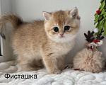 Кошки в Ковровом: Британские золотые шиншиллы с документами  Девочка, 50 000 руб. - фото 4