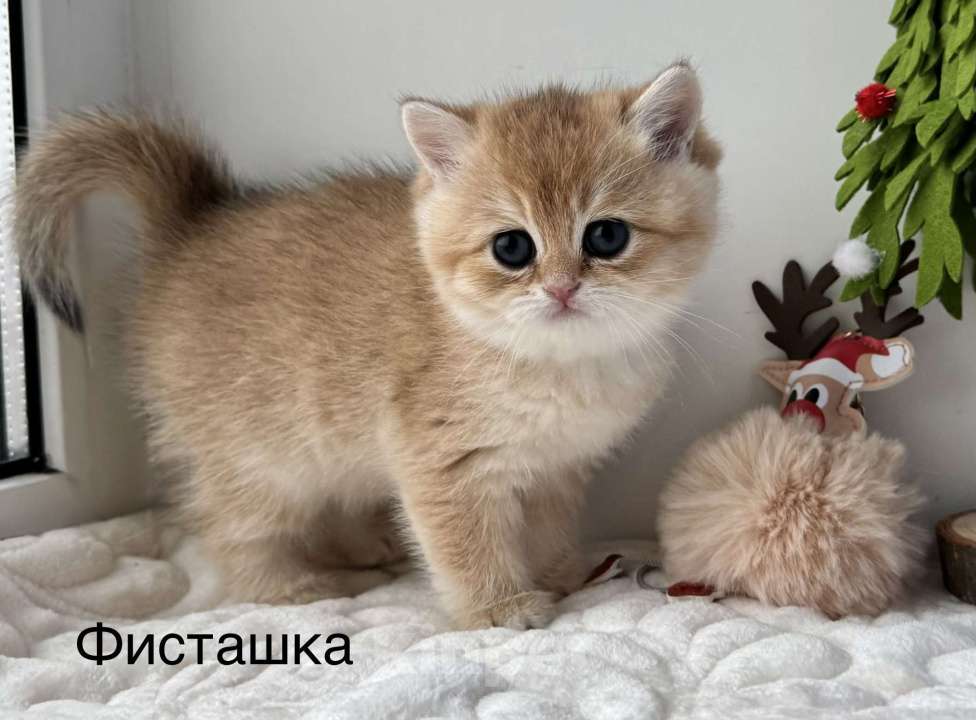 Кошки в Ковровом: Британские золотые шиншиллы с документами  Девочка, 50 000 руб. - фото 4