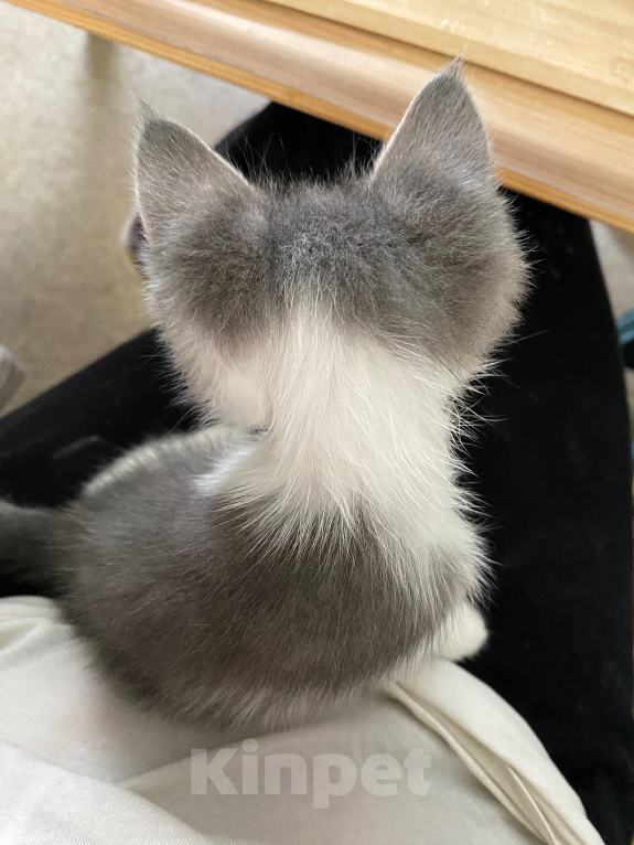 Кошки в Нижнем Новгороде: Котенок в добрые руки Мальчик, Бесплатно - фото 4