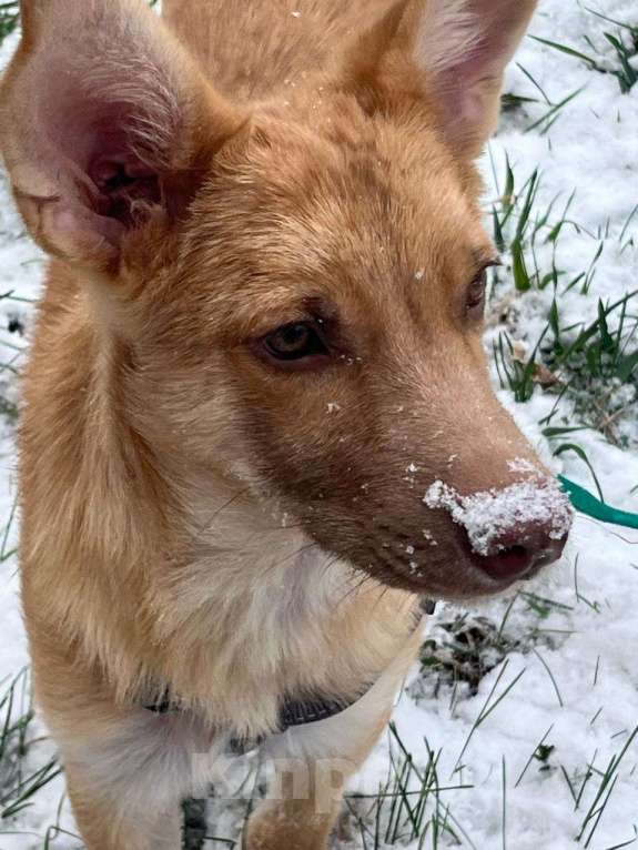 Собаки в Барнауле: Рыжий, очень умный, молодой пёс ищет своего доброго хозяина))) Мальчик, Бесплатно - фото 2