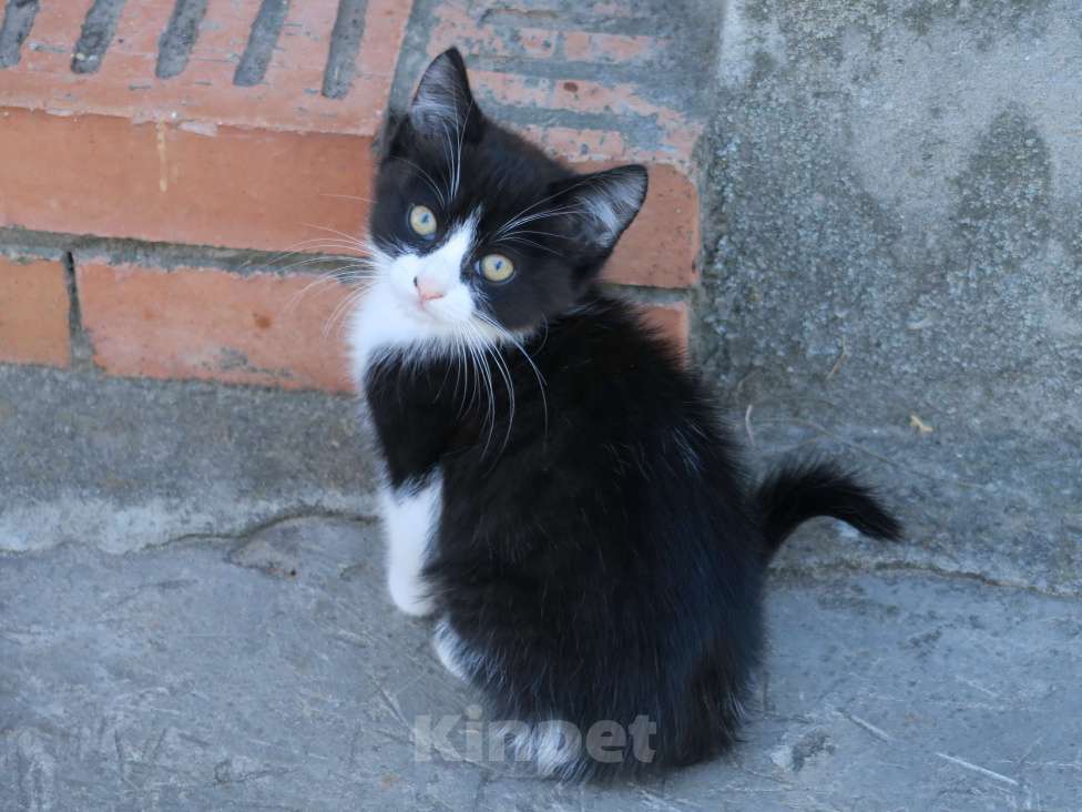 Кошки в Рязани: Котёнок Мальчик, 100 руб. - фото 2