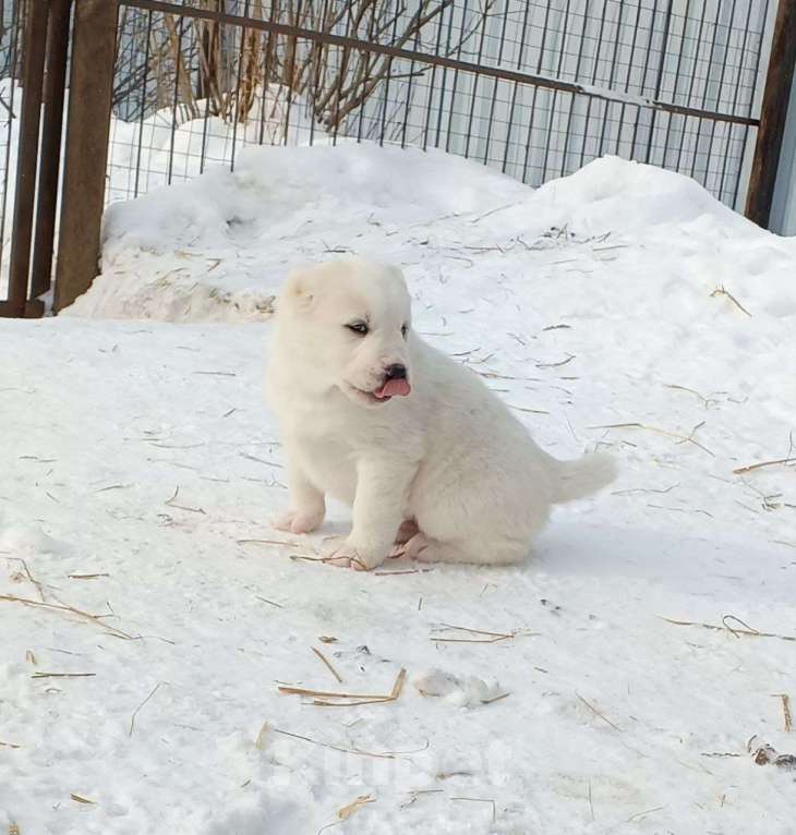 Собаки в Тюмени: Щенки алабая Мальчик, Бесплатно - фото 5