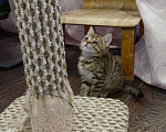 Кошки в Уфе: котёнок в добрые руки Мальчик, 100 руб. - фото 3