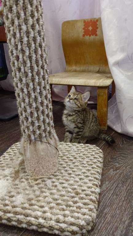 Кошки в Уфе: котёнок в добрые руки Мальчик, 100 руб. - фото 3