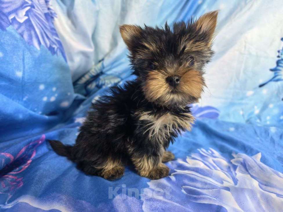 Собаки в Санкт-Петербурге: Щенки йоркширского терьера Разнополые, 25 000 руб. - фото 8