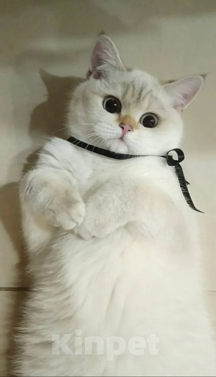 Кошки в Воронеже: Котята британской короткошерстной Мальчик, 23 000 руб. - фото 7