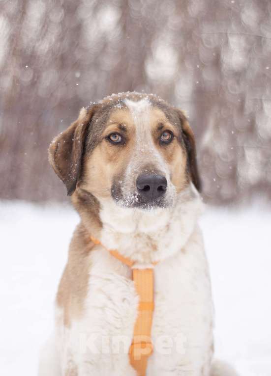 Собаки в Москве: Очень красивый Дэнни в поисках дома Мальчик, Бесплатно - фото 5