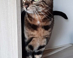 Кошки в Москве: Бенгальская кошка Такара ищет дом! Девочка, Бесплатно - фото 4