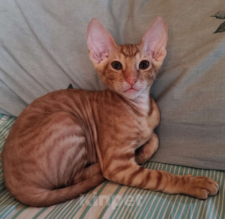 Кошки в Новочебоксарске: Котята Корниш Рекс  Мальчик, 15 000 руб. - фото 5