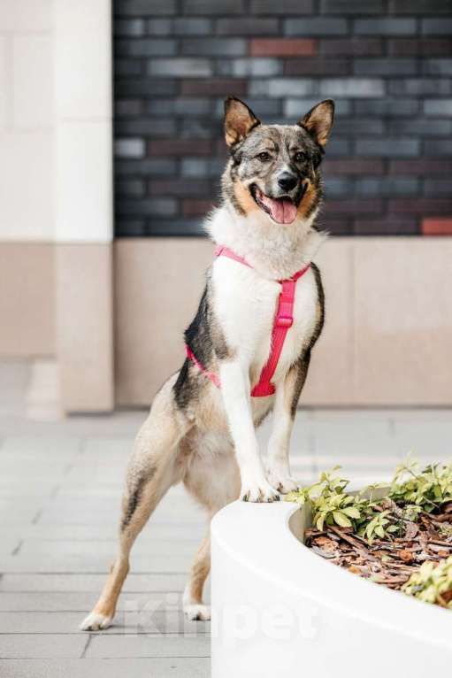 Собаки в Москве: Ураган Маруф в поисках своего человека! Девочка, Бесплатно - фото 2