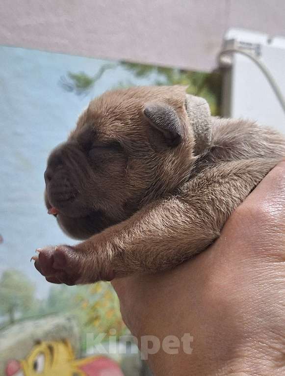 Собаки в Новосибирске: Щенок американского булли Девочка, 80 000 руб. - фото 1