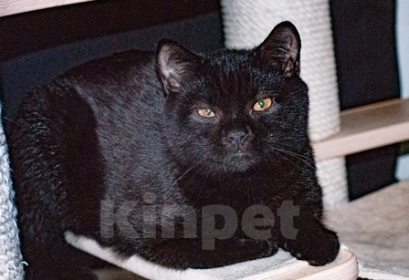 Кошки в Подольске: Британская короткошерстная кошечка Девочка, 40 000 руб. - фото 1