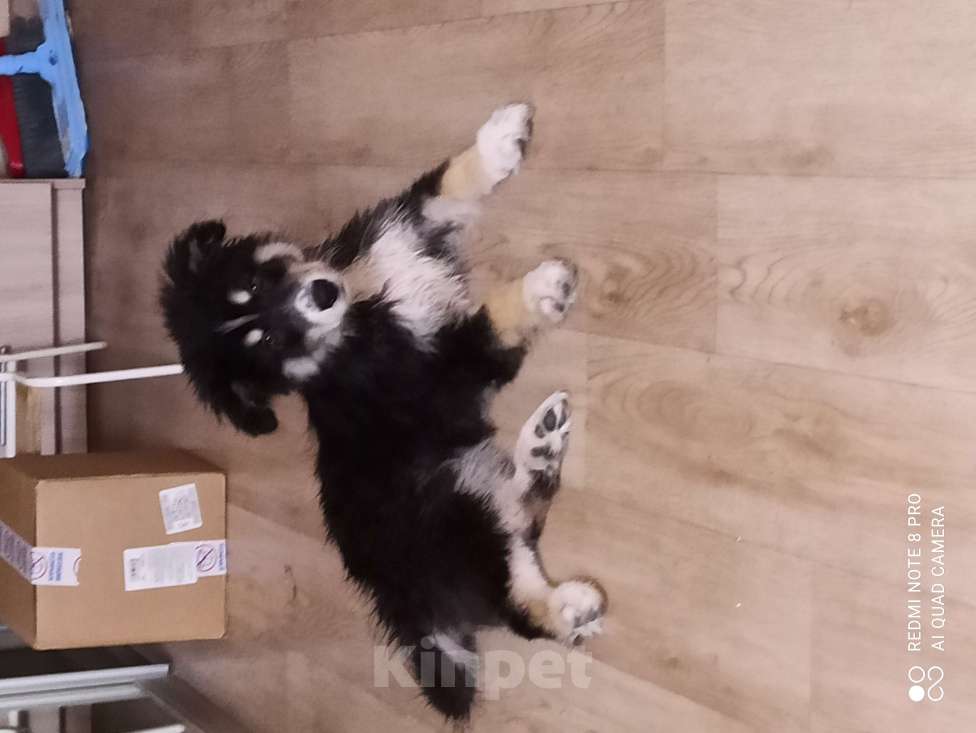 Собаки в Якутске: Отдам щенка мальчика в добрые руки!  Мальчик, Бесплатно - фото 2