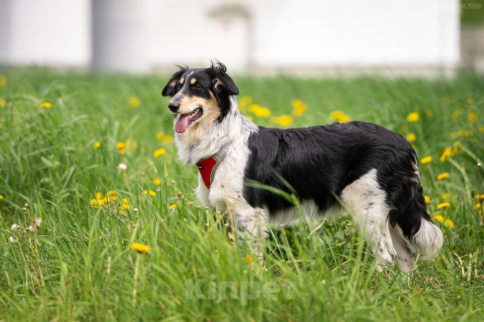 Собаки в Москве: Аврора - разбудит любовь в любом сердечке Девочка, Бесплатно - фото 3