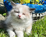 Кошки в Люберцах: Котята породы Регдолл Мальчик, 50 000 руб. - фото 5
