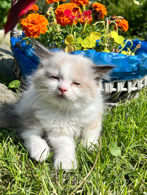 Кошки в Люберцах: Котята породы Регдолл Мальчик, 50 000 руб. - фото 5