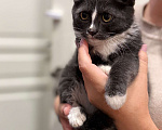 Кошки в Москве: Котенок - девочка ищет дом! Девочка, Бесплатно - фото 4