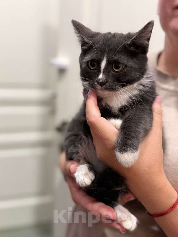 Кошки в Щелково: Жужа ищет дом! Девочка, Бесплатно - фото 4