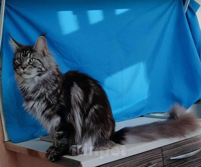 Кошки в Москве: Девочка - "меховое облачко" с длиннющим кистями Девочка, 50 000 руб. - фото 3