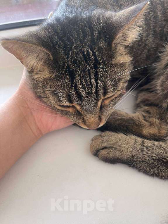 Кошки в Ульяновске: Отдам в добрый руки, двух милых мальчиков) Мальчик, 100 руб. - фото 2