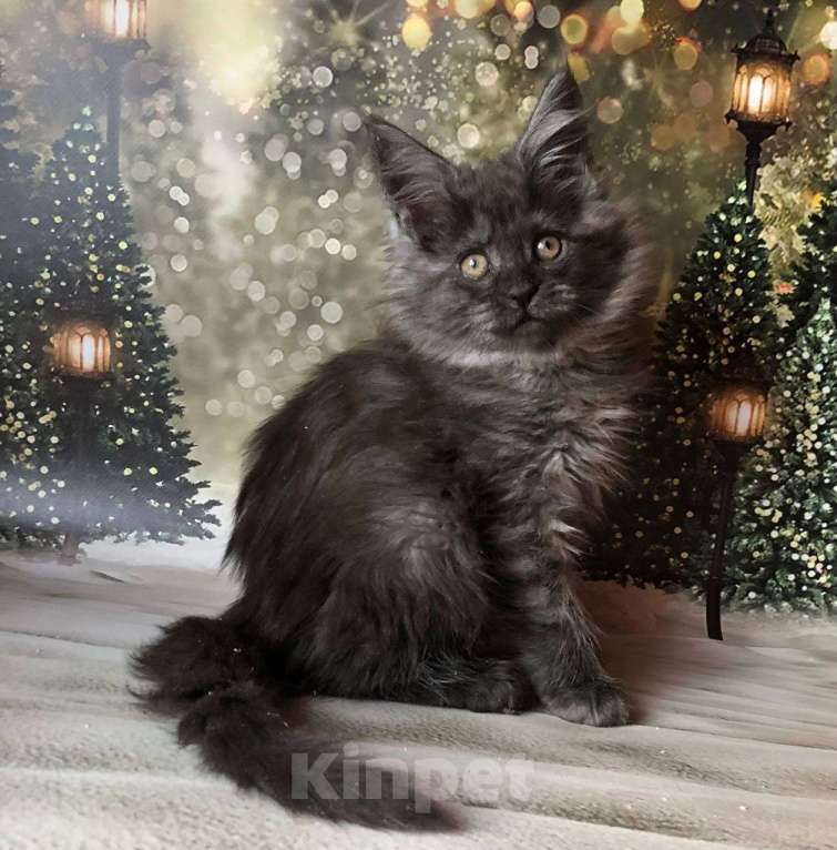 Кошки в Санкт-Петербурге: Кошечка мейн кун чёрная дымная Девочка, 35 000 руб. - фото 7