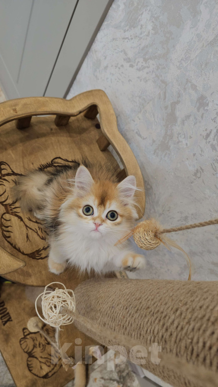 Кошки в Казани: Шотландский прямоухий длинношерстный котенок Мальчик, Бесплатно - фото 4