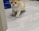 Кошки в Подольске: Шотландские и британские котята Девочка, Бесплатно - фото 6