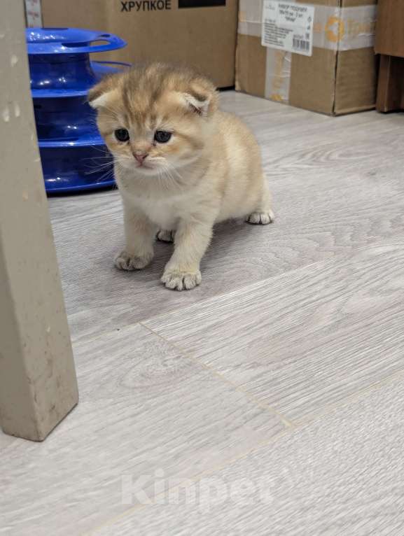 Кошки в Подольске: Шотландские и британские котята Девочка, Бесплатно - фото 6