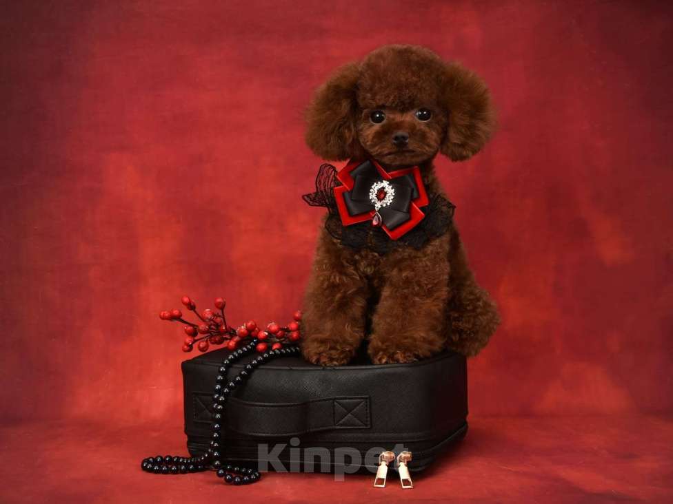 Собаки в Москве: Тикап Тедди Пудель для вязок Мальчик, 30 000 руб. - фото 3