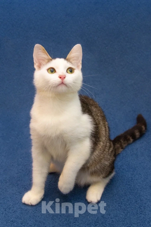 Кошки в Москве: Котенок мальчик в добрые руки Мальчик, 10 руб. - фото 3