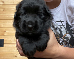 Собаки в Пскове: Кобель длинношёрстной немецкой овчарки Мальчик, 60 000 руб. - фото 1