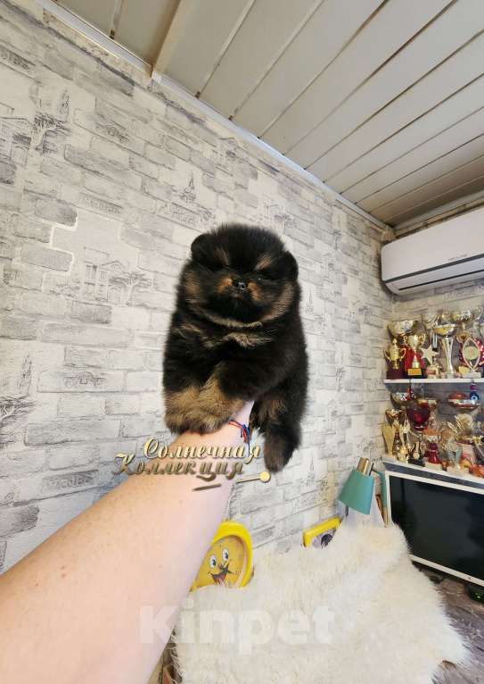 Собаки в Москве: Шпиц померанский в медвежьем типе питомник Ркф Мальчик, Бесплатно - фото 1