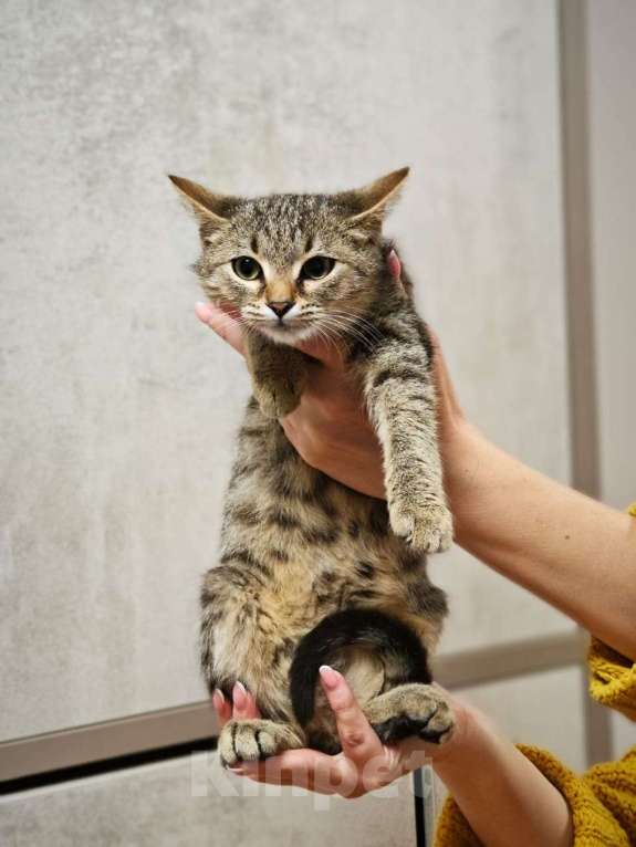 Кошки в Москве: Котенок я Нико 5 месяцев очень ждет своих родителей  Мальчик, Бесплатно - фото 4