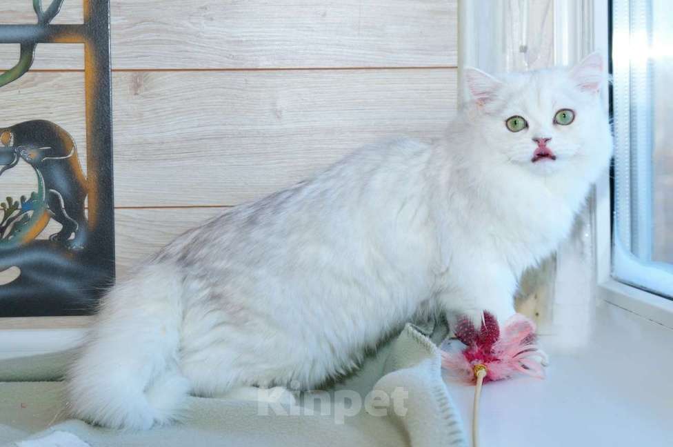 Кошки в Рыбинске: Британская длинношерстная серебристая шиншилла девочка Девочка, 25 000 руб. - фото 3