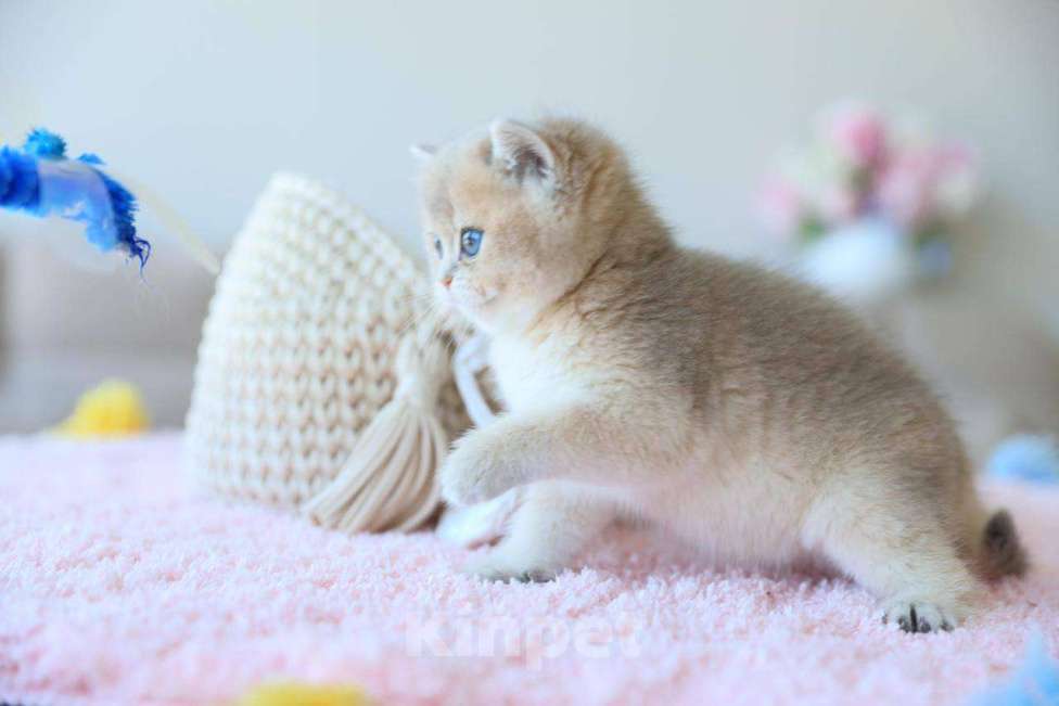 Кошки в Москве: Британская девочка Джоли Девочка, 170 000 руб. - фото 4