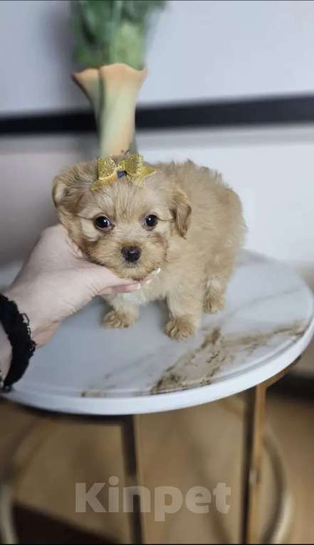 Собаки в Химках: Мальтипу Мальчик, 70 000 руб. - фото 3