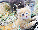 Кошки в Краснодаре: Бесподобные котята-малыши, мальчик и девочка ищут дом Мальчик, 10 руб. - фото 1