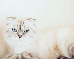 Кошки в Мытищах: Кот на вязку  Мальчик, 3 000 руб. - фото 2