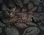 Кошки в Семенове: кот на вязку, 3 000 руб. - фото 1