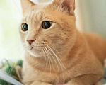 Кошки в Малоархангельске: "Золотой Остап", 55 руб. - фото 6