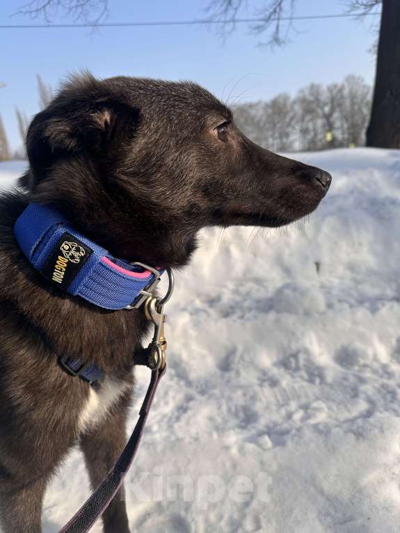 Собаки в Уфе: Щенок Мальчик, 200 руб. - фото 1