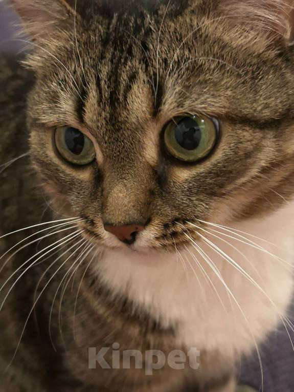 Кошки в Ишимбае: Потерялась кошка Девочка, 1 500 руб. - фото 1