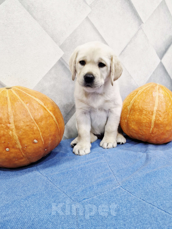 Собаки в Новокузнецке: Щенок лабрадора девочка Девочка, 60 000 руб. - фото 5