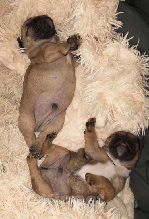 Собаки в Новосибирске: Продам щенков французского бульдога Мальчик, 40 000 руб. - фото 1