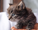 Кошки в Видном: Котенок мальчик ищет дом Мальчик, Бесплатно - фото 4