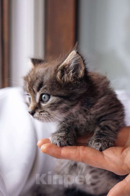 Кошки в Видном: Котенок мальчик ищет дом Мальчик, Бесплатно - фото 4