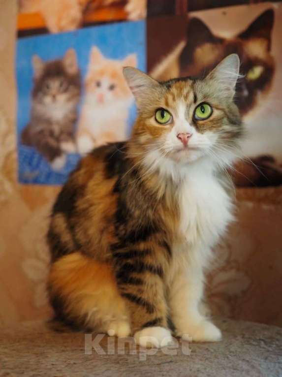Кошки в Москве: Красавица трехцветка Муся Девочка, Бесплатно - фото 5